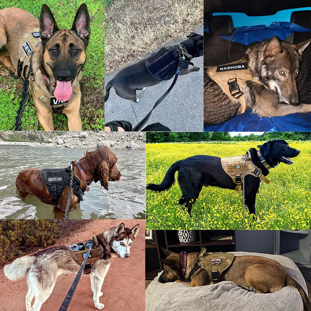 Grand ensemble harnais et laisse pour chien berger allemand Malinois entraînement gilet de marche ensemble harnais et collier pour chien pour toutes les races de chiens