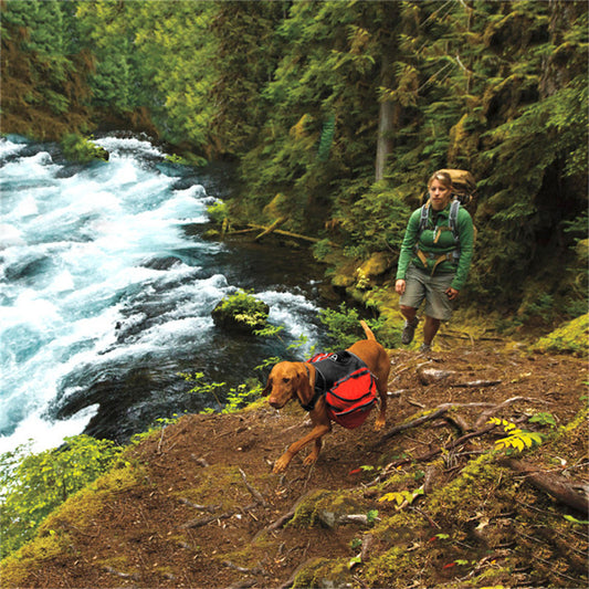 Sac à dos pour entraînement en extérieur pour chien de compagnie