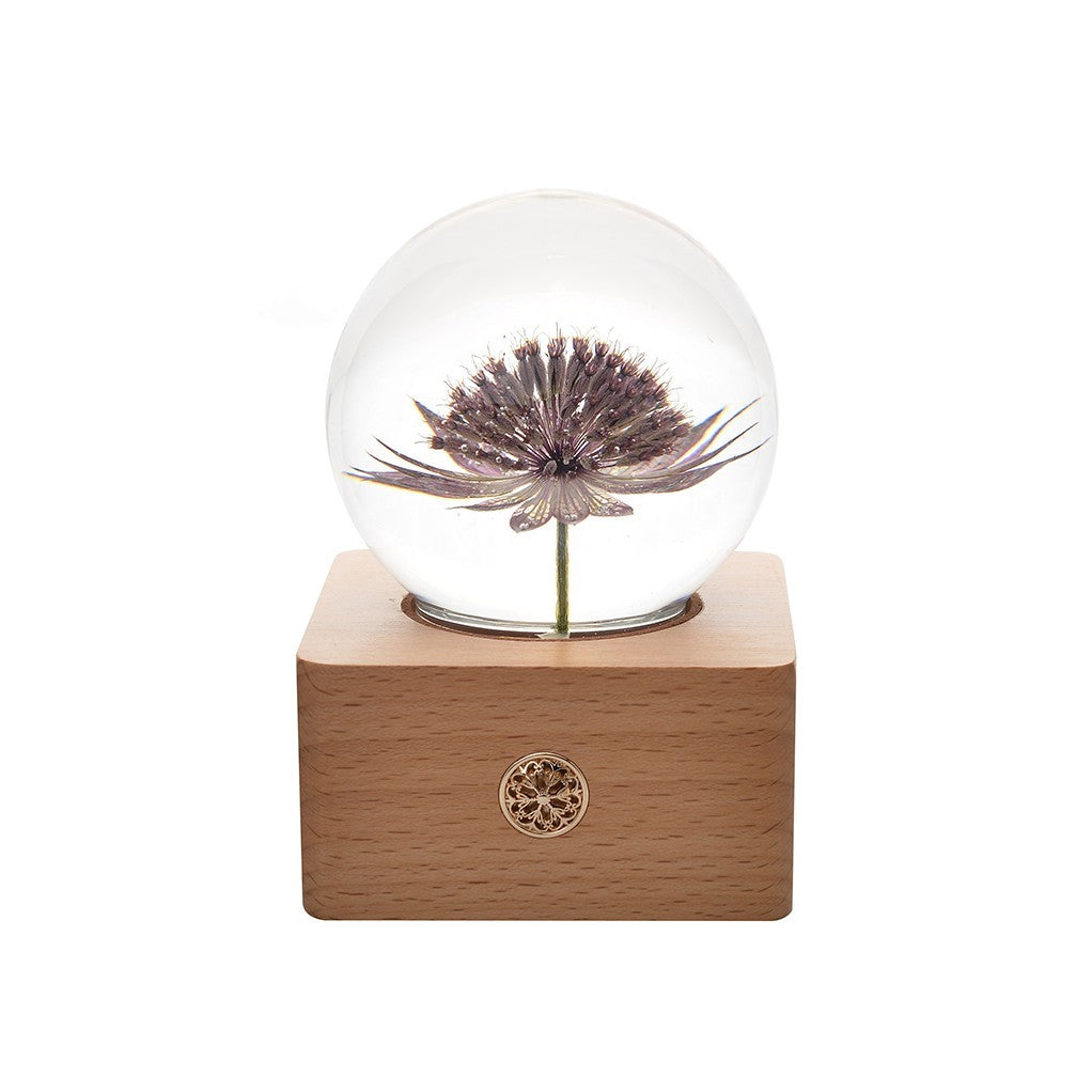 Wooden Base Flower Specimen Night Lamp