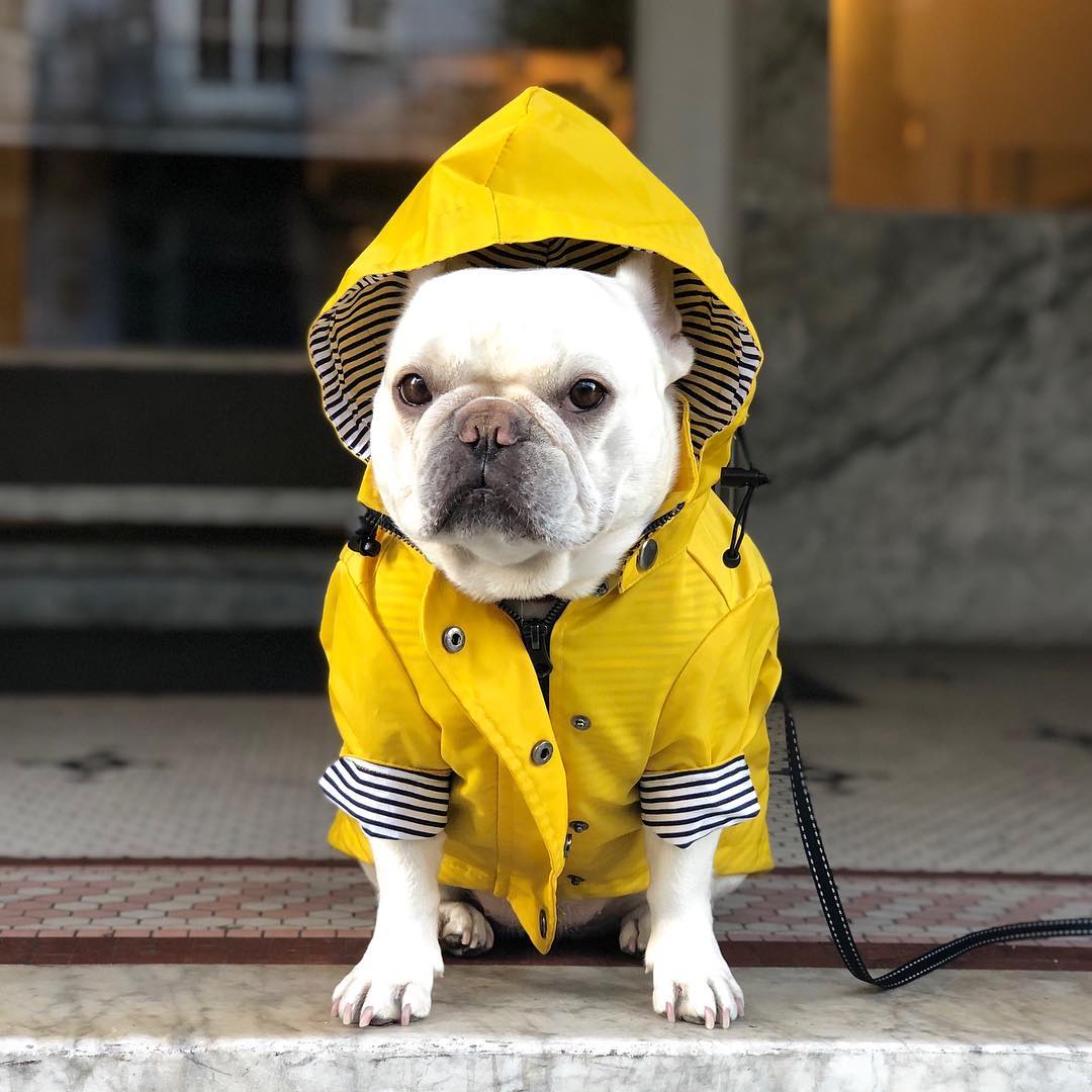 Chubasquero para perros Ropa para mascotas Ropa para perros Agua de lluvia