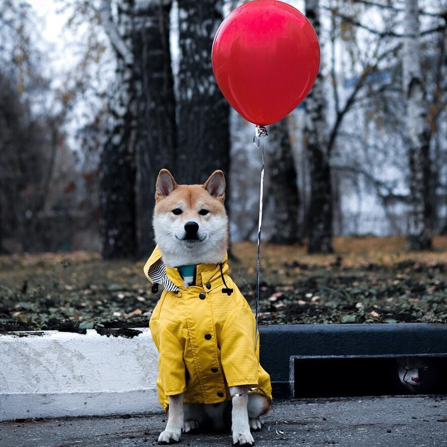 Chubasquero para perros Ropa para mascotas Ropa para perros Agua de lluvia