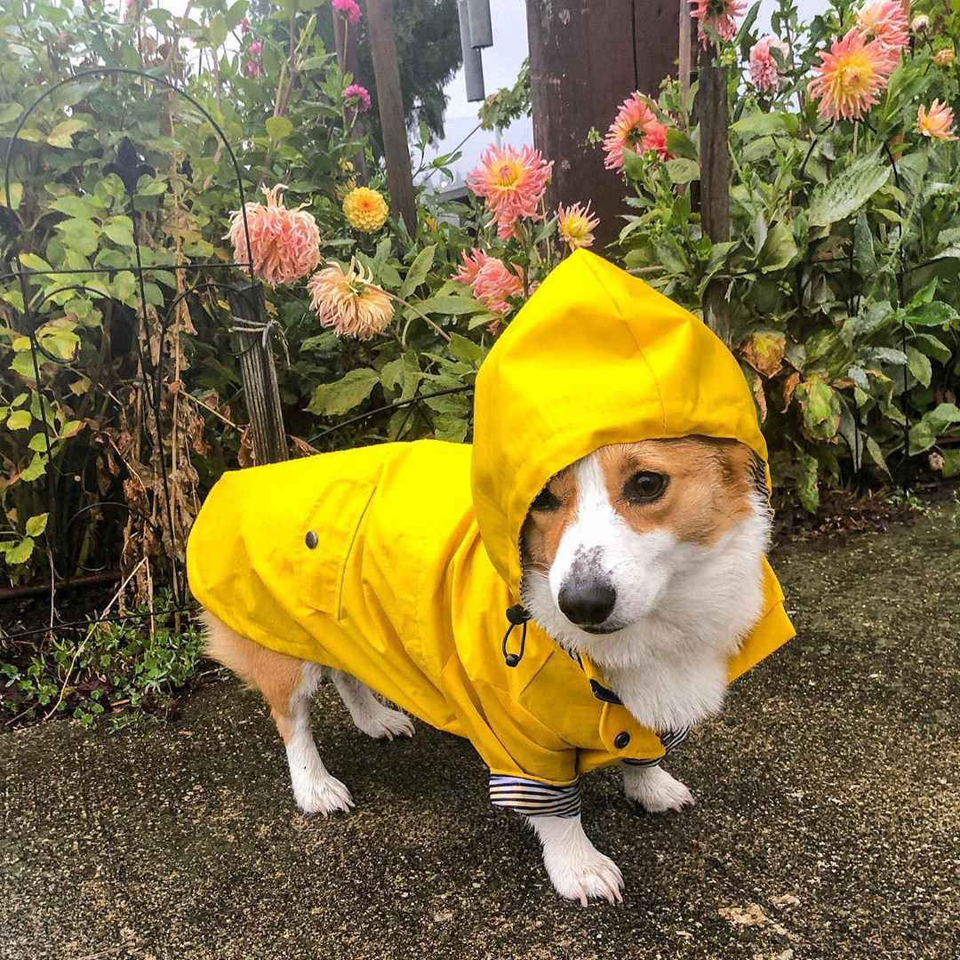 Chubasquero para perros Ropa para mascotas Ropa para perros Agua de lluvia