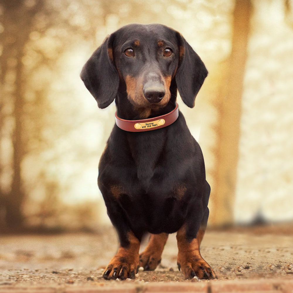 Collier pour chien Collier pour animaux de compagnie personnalisé