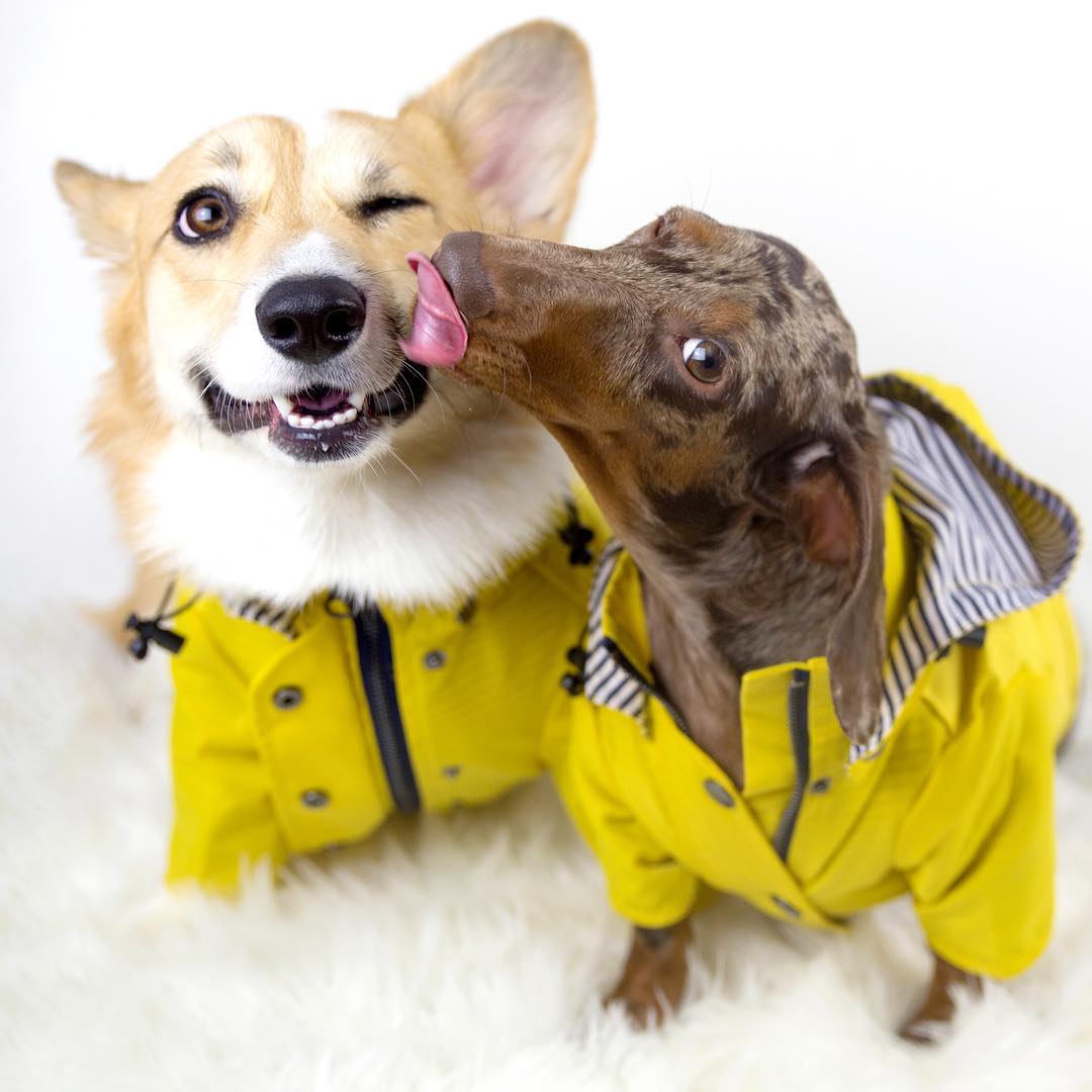 Dog Raincoat Pet Clothes Dog Clothes Rain Water