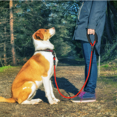 Correa reflectante para perros, correa de nailon para perros pequeños, medianos y grandes, suministros para entrenamiento para caminar