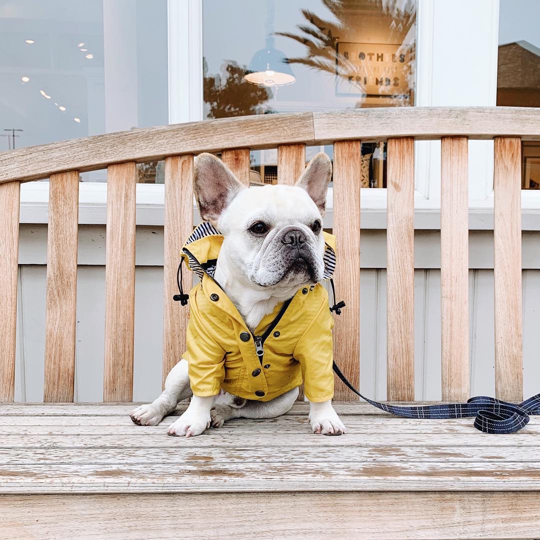 Chubasquero para perros Ropa para mascotas Ropa para perros Agua de lluvia