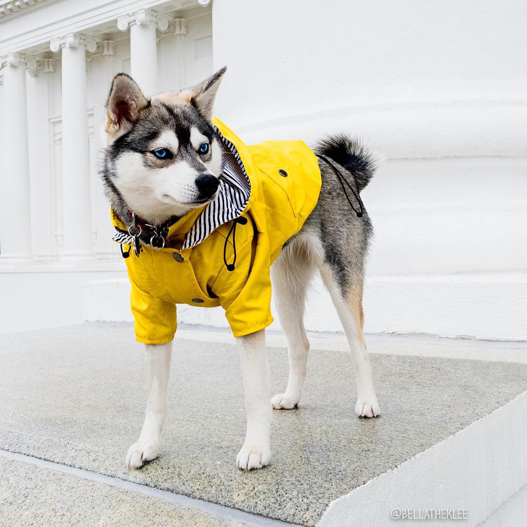 Chubasquero para perros Ropa para mascotas Ropa para perros Agua de lluvia