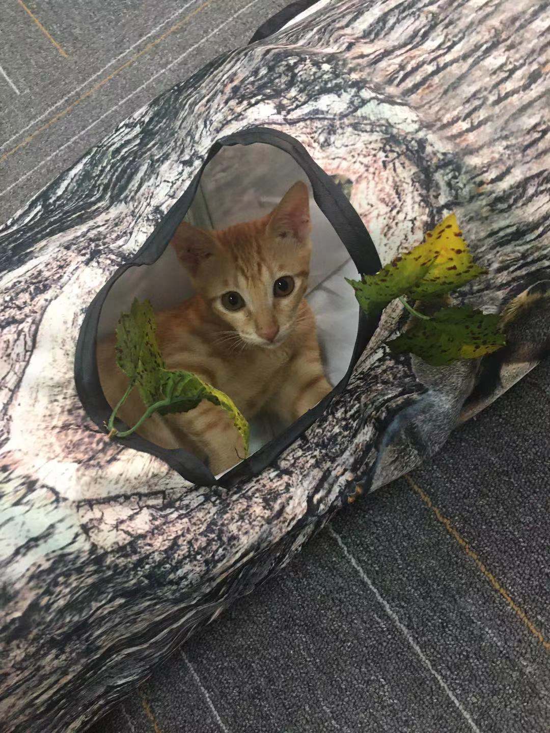 Patrón de árbol Túnel Mascota Zhiyi Gato Juguete Mascotas Suministros Juguetes para perros