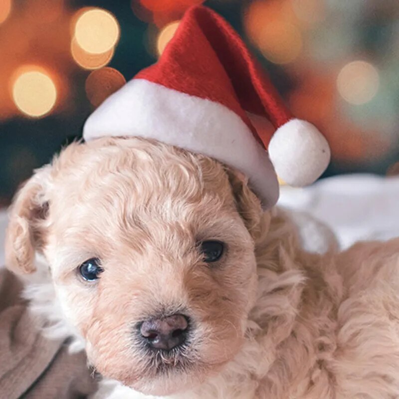 Gorro navideño de peluche pequeño de Papá Noel para mascota, perro, gato, adornos navideños para el hogar, gorro navideño, regalo de Feliz Año Nuevo