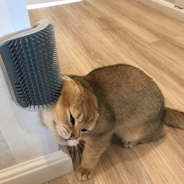 Brosse d'auto-toilettage pour chat, dispositif de frottement des parois pour animaux de compagnie